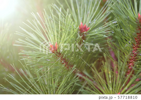 green fir tree or pine branches with sun light and water drops 57718810