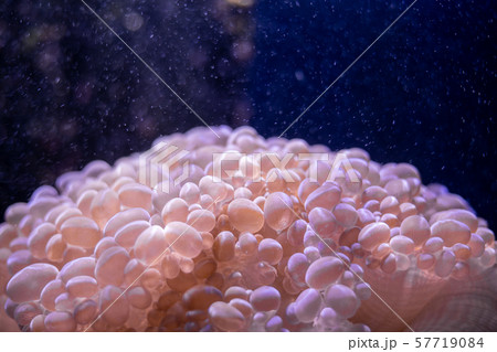 Macro shot of coral in deep sea. Macro shot of coral in deep sea. 57719084