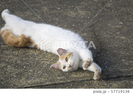 calico cat stretch oneself　腰を伸ばす三毛猫 57719136