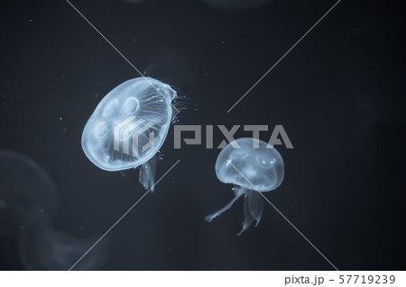 Jellyfish that lie under the deep sea. Jellyfish that lie under the deep sea. 57719239