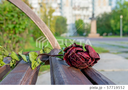 old, withered, dry red rose lies on a wooden bench in a city Park 57719552