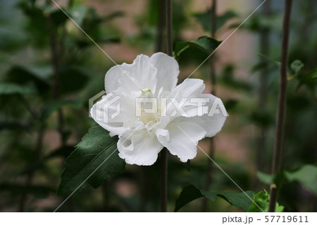 花 ムクゲ 白 57719611