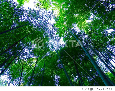 竹林 57719631