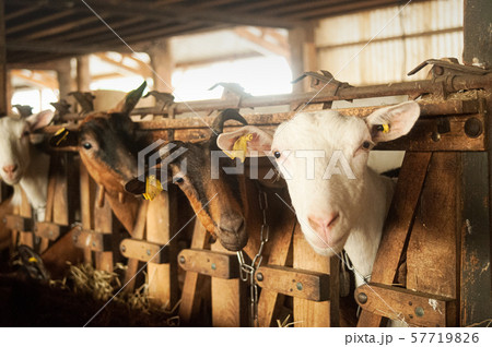 White goat watching 57719826