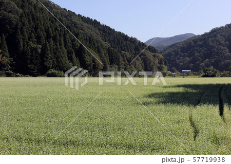 福井県道207号  蕎麦(福井県 南越前町) 57719938