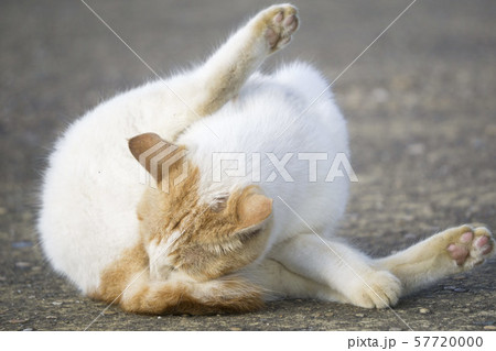 毛づくろい 野良猫 毛づくろい 野良猫 57720000