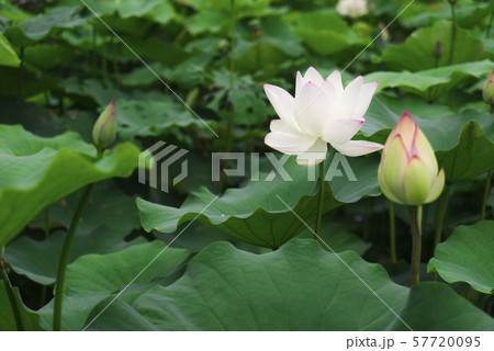 ハス スイレン 蓮 57720095