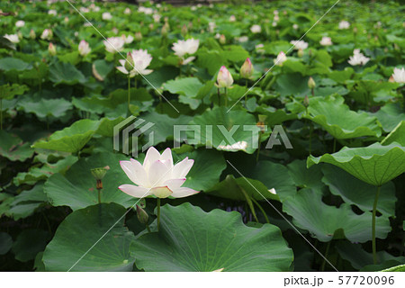 ハス スイレン 蓮 57720096