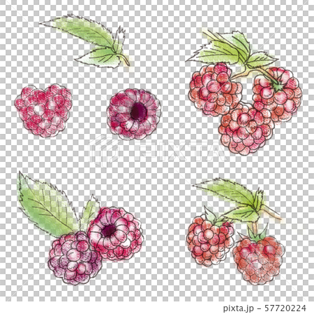 水彩 手描き ペイント ラズベリー セットのイラスト素材 [57720224