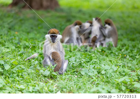 Vervet monkey familyin Awasa, Ethiopia Vervet monkey familyin Awasa, Ethiopia 57720313
