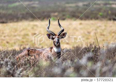 Mountain nyala, Ethiopia, Africa wildlife Mountain nyala, Ethiopia, Africa wildlife 57720321