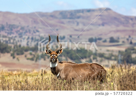 Mountain nyala, Ethiopia, Africa wildlife Mountain nyala, Ethiopia, Africa wildlife 57720322