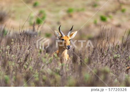mountain reedbuck Ethiopia Africa wildlife 57720326