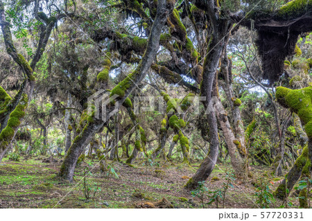 Harenna Forest in Bale Mountains, Ethiopia 57720331