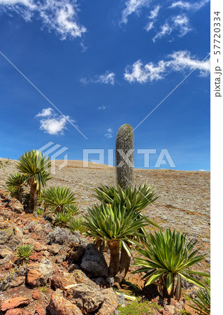 giant Lobelia plant in Bale Mountain, Ethiopia 57720334
