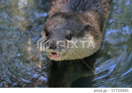 コツメカワウソ コツメカワウソ 57720991