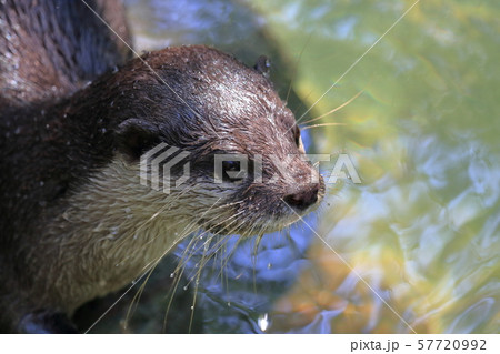 コツメカワウソ コツメカワウソ 57720992