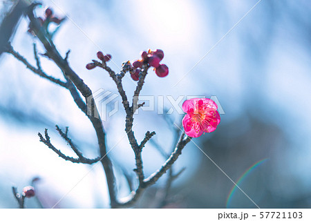 花　梅No.14 57721103