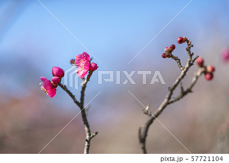 花　梅No.15 57721104