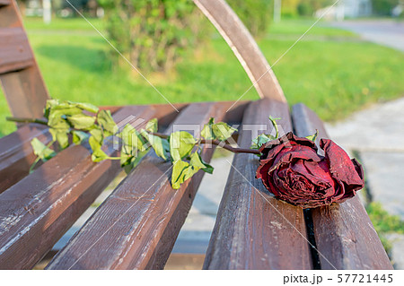 Old, withered, dry red rose lies on a wooden bench in a city Park 57721445