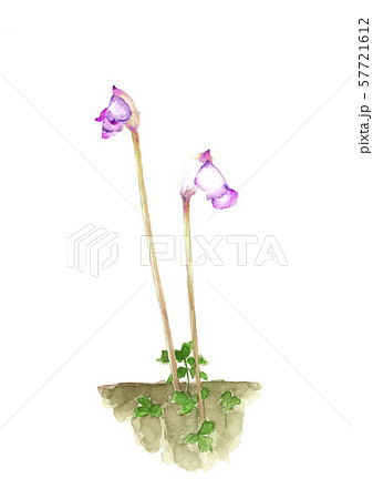 南蛮ギセル 思い草 キセルソウ水彩 南蛮ギセル 思い草 キセルソウ水彩 57721612