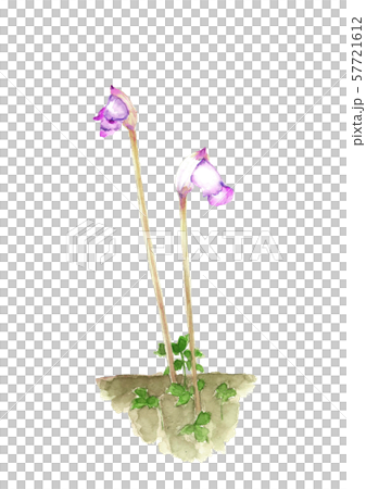 Nanban Gisel Thought Grass Kisel Sou Watercolor 57721612