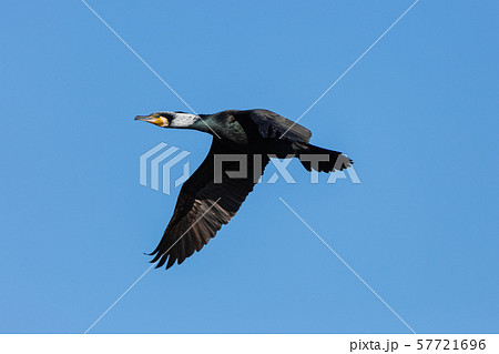 空を飛ぶカワウ 57721696