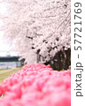 信濃川沿いの花 57721769
