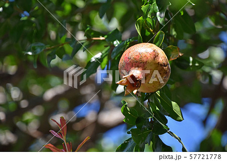 ザクロ(石榴) ザクロ(石榴) 57721778