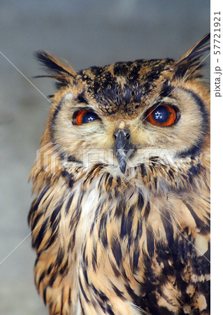 フクロウ 57721921