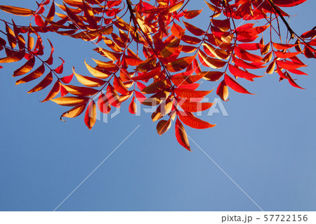 晩秋風景、ナナカマドの紅葉 57722156
