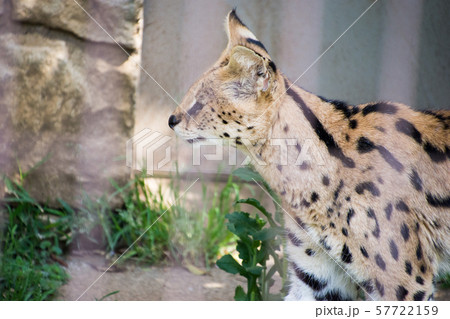 サーバル 57722159