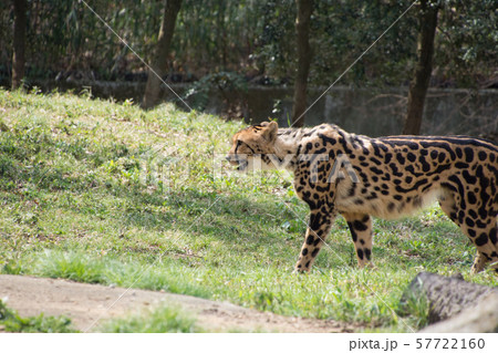 歩くチーター 57722160