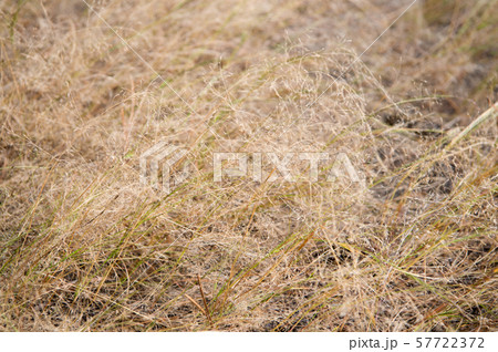 Fall is coming. Dry spikelets sunny autumn day 57722372