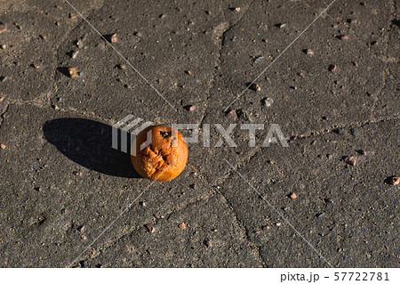 Fallen rotten apples on ground. Autumn background. 57722781