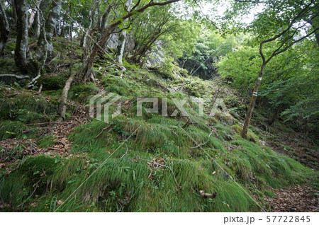 【世界遺産 紀伊山地の霊場と参詣道】大峯奥駈道　山上ヶ岳への道　奈良県吉野郡天川村 57722845