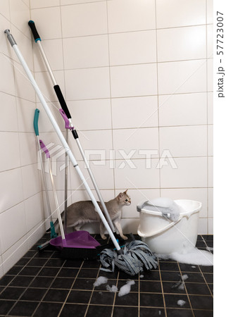 Broom and mop with bucket and cat, in white and black tile background 57723007