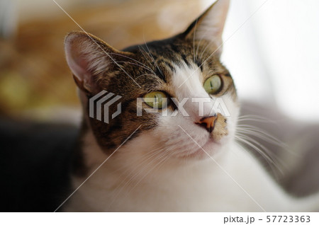 キジトラ猫 57723363