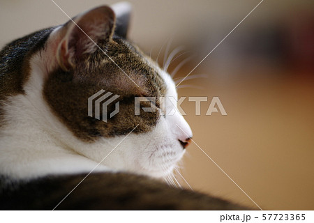 猫の横顔の写真素材