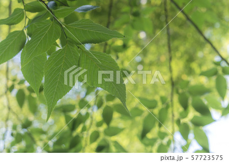 新緑 57723575