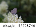 クロマダラソテツシジミ 57723740