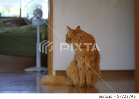 猫がいる風景 57723749