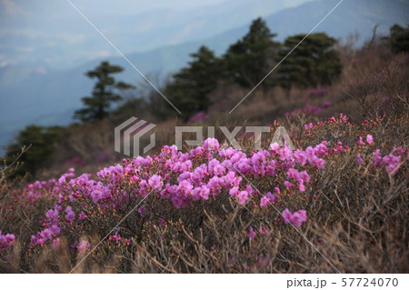 国立公園 徳裕山 ツツジの花 57724070