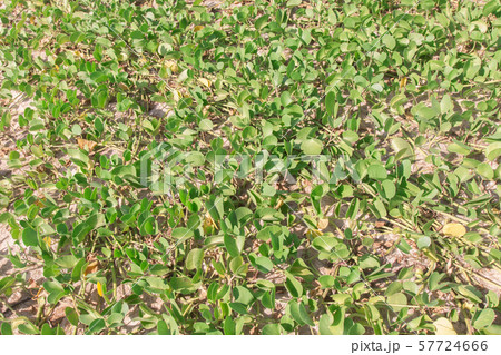 Ipomoea pes-caprae Ipomoea pes-caprae 57724666