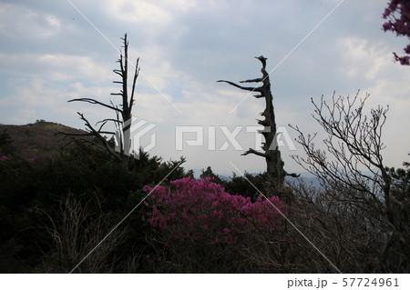 国立公園 徳裕山 木 57724961