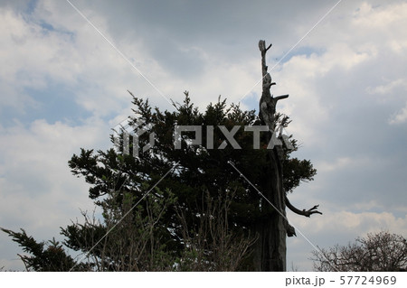 国立公園 徳裕山 木 57724969