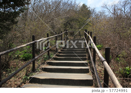 国立公園 徳裕山 木 57724991