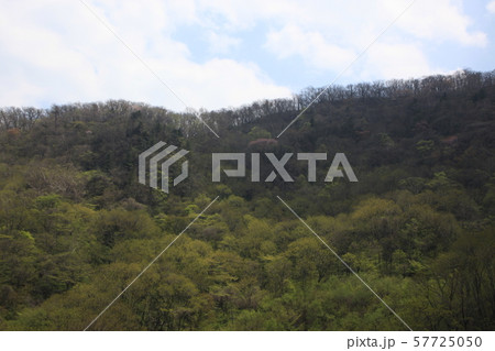 国立公園 徳裕山 木 57725050