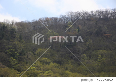 国立公園 徳裕山 木 57725052