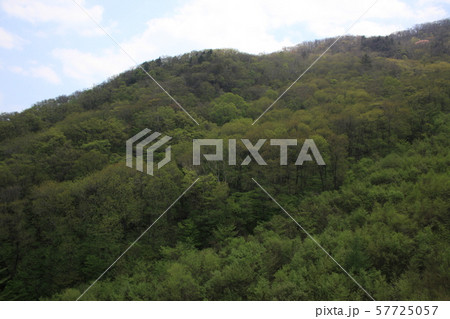国立公園 徳裕山 木 57725057
